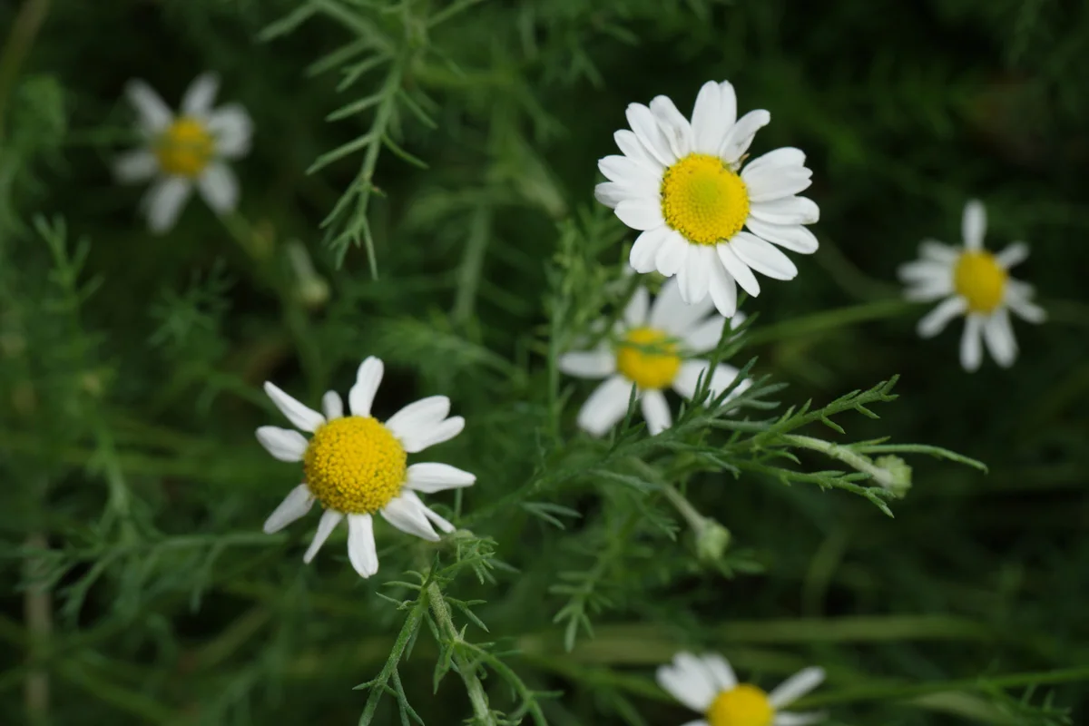 №20 пак. Аптека ромашка аптечная. Ромашка в аптеке в пакетиках. Matricaria recutita – ромашка аптечная,. Цветок матрикария хамомилла.