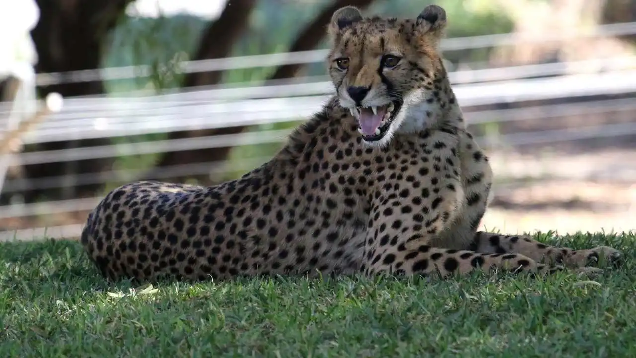 LinxOne постер на экокоже  