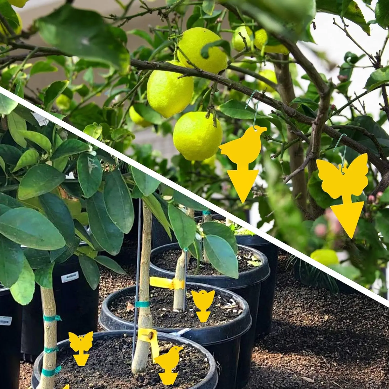 36 шт. Ловушки для грибка домашних растений