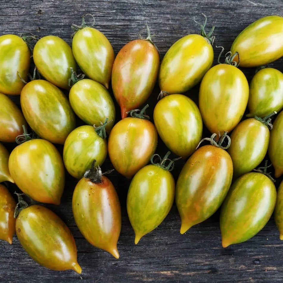 томат конфетки сладкие сосульки. томат candy sweet icicle. томат конфетное дерево. томат candy sweet icicle. томат candy sweet icicle.