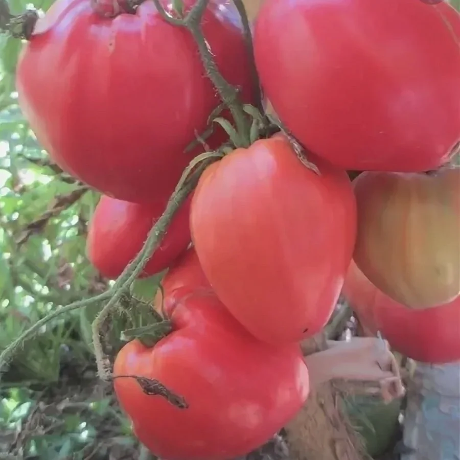 томат говядина с куста характеристика и описание. томат говядина с куста. томат биг грин аэлита. томат говядина с куста. томат говядина с куста характеристика и описание.