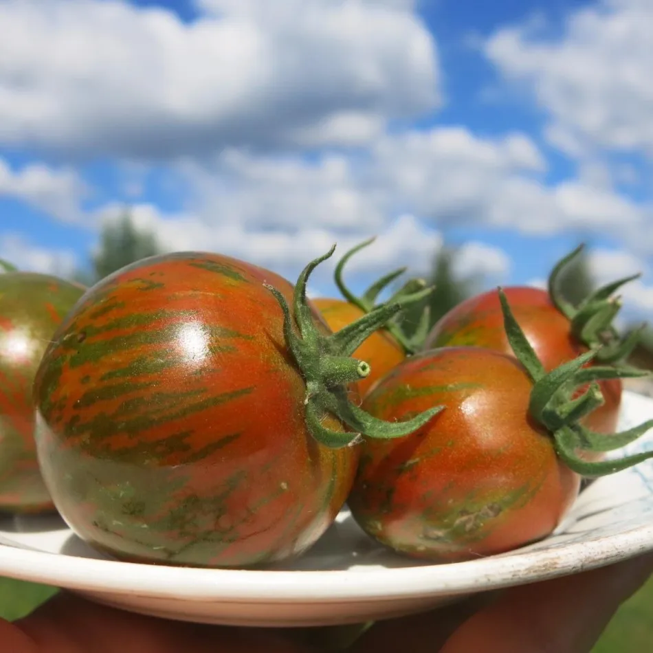 Семена томатов полосатые