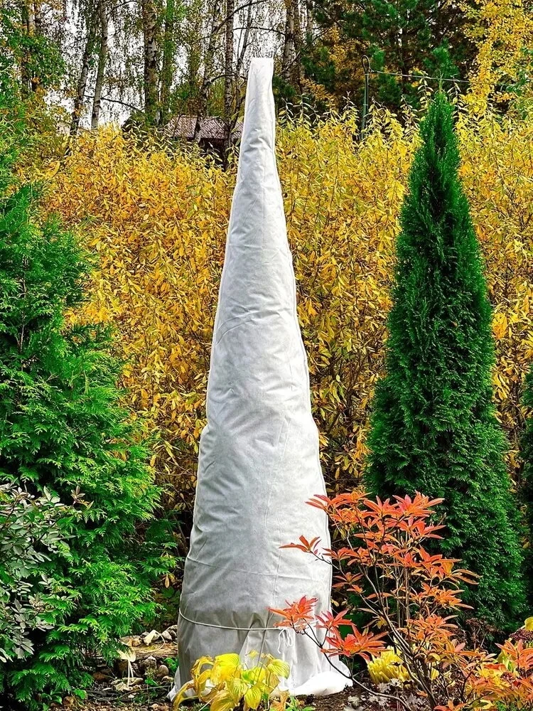 Укрывной мешок для туи. Как укрыть туи на зиму укрывным. Укрытие деревьев на зиму агроволокном. Притенение хвойников. Укрытие для туи.