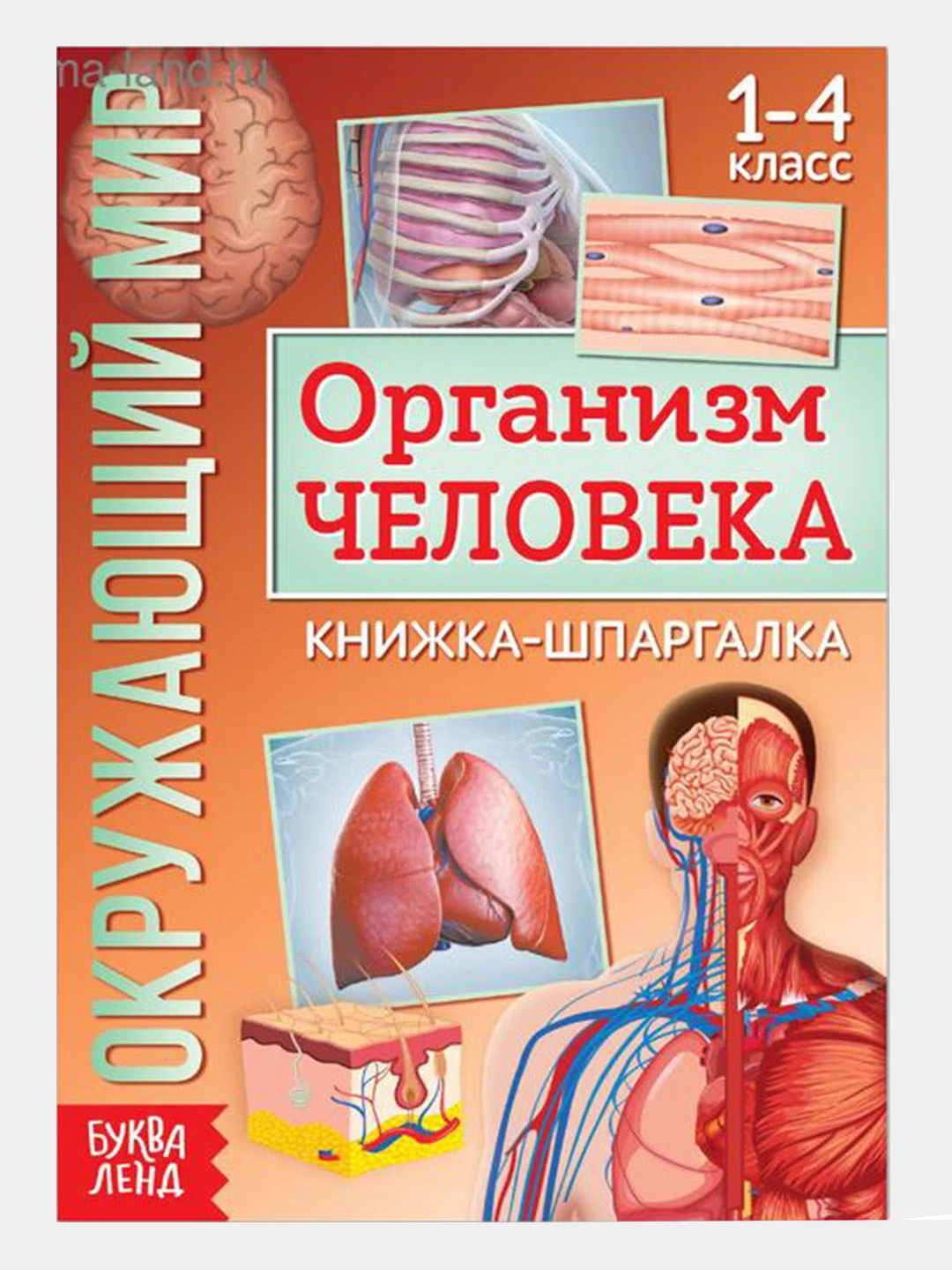 Окружающий мир 4 класс шпаргалки. Подготовка к школе окружающий мир. Окружающий мир шпаргалка. Шпаргалка окружающий мир 4 класс. Окружающий мир 4 класс шпаргалки.