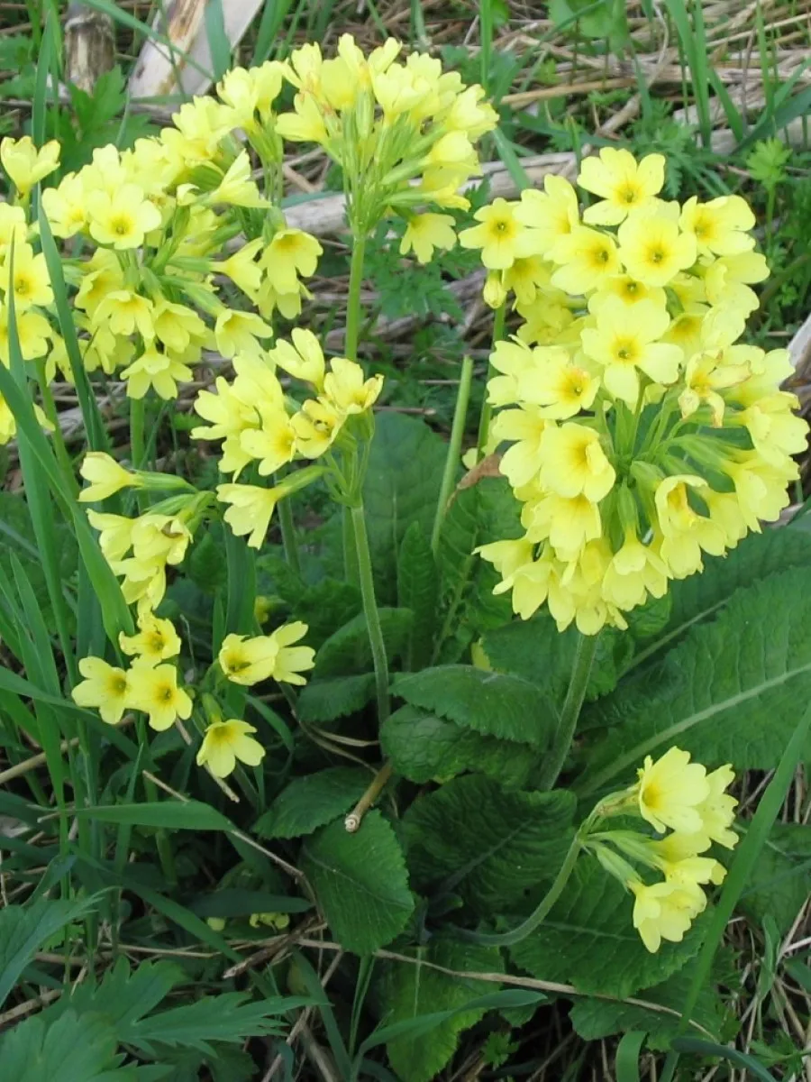 Примула лесная. Primula elatior (примула высокая) - primula сеае -. Примула высокая (primula elatior),. Первоцвет высокий. Примула садовая многолетняя.