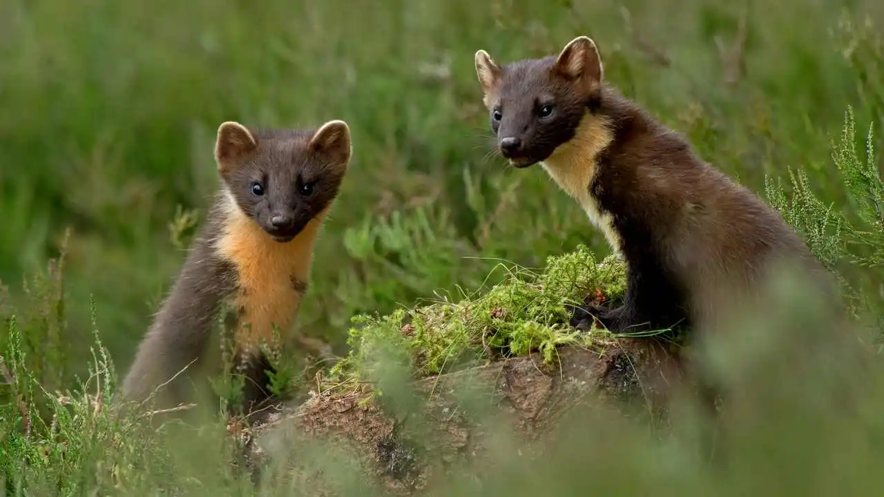 LinxOne картина на холсте  