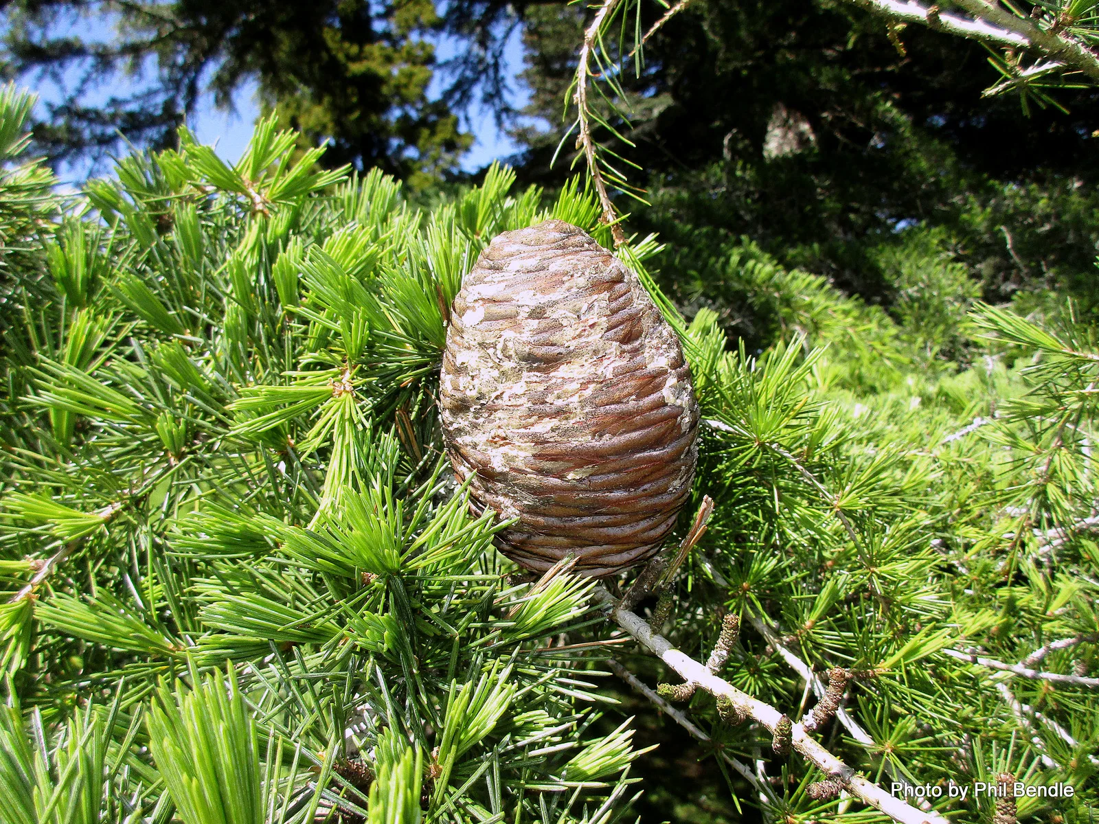 Atlantica). сосна кедровая сибирская. пихта ливанский кедр. кедр сибирский pinus sibirica. кедр атласский шишки.