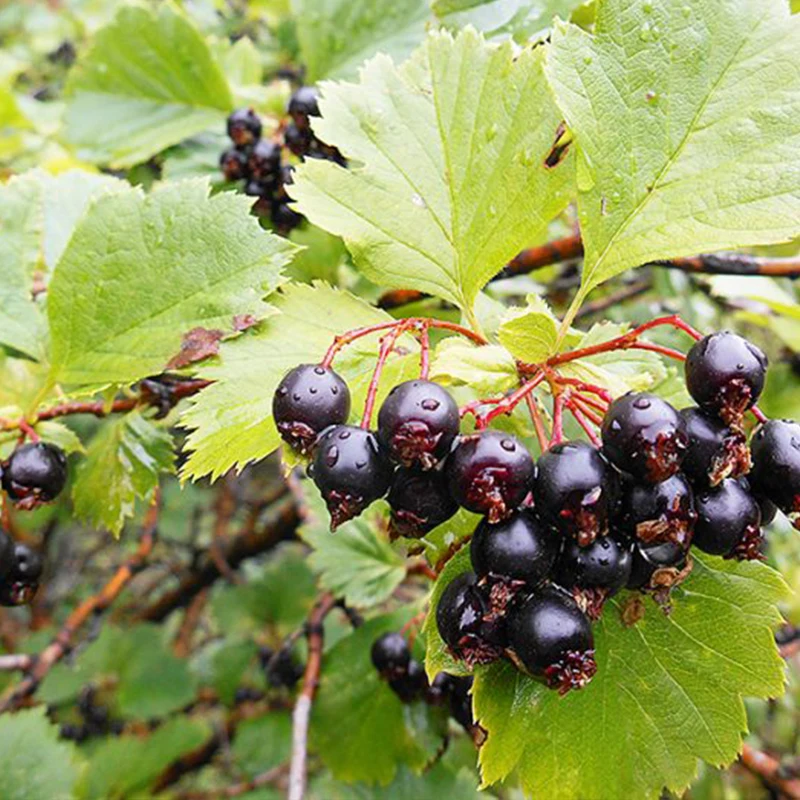 Боярышник арнольда crataegus arnoldiana. Боярышник сибирский crataegus sanguinea. Какого цвета боярышник. Какого цвета боярышник. Боярышник максимовича (crataegus maximowiczii).