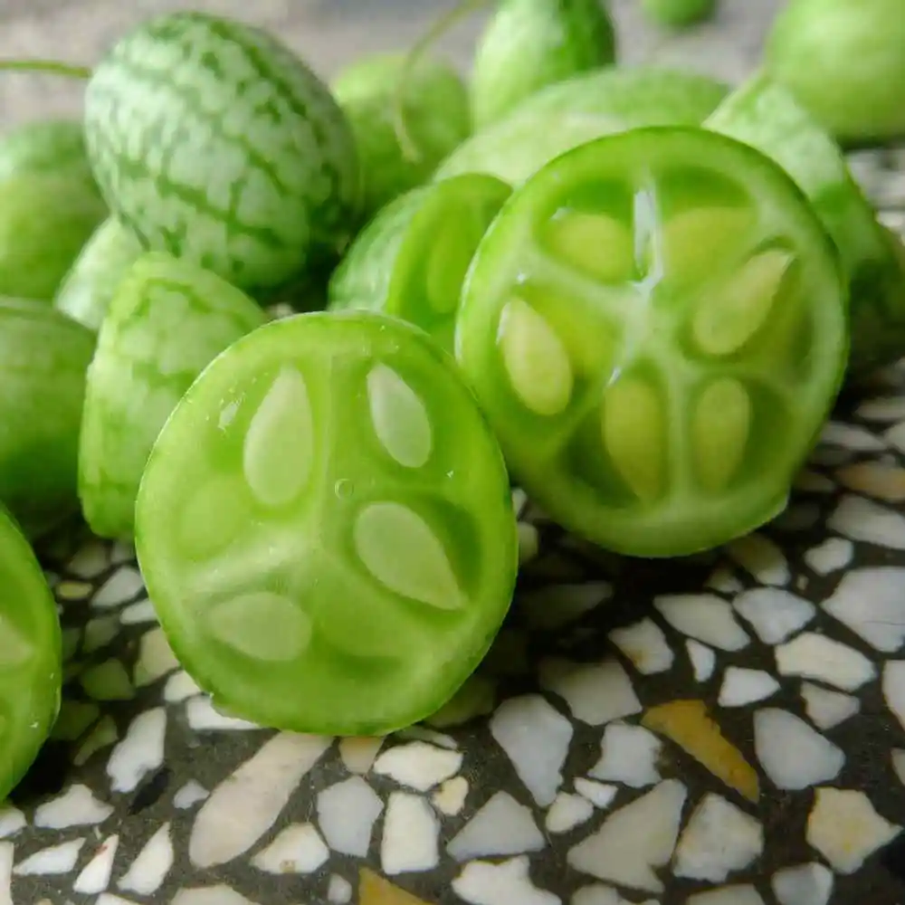 Мелотрия шершавая колибри. Мелотрия лианы. Мелотрия шершавая (melothria scabra). Мелотрия шершавая. Семена мелотрия колибри.