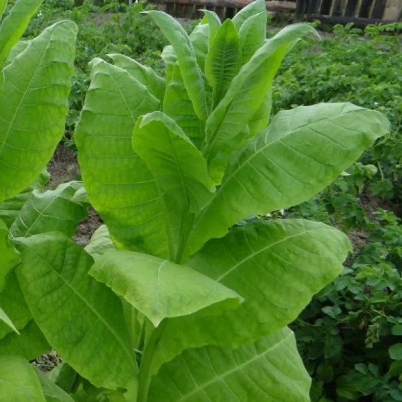 Семена Курительного Табака Купить В Орешке