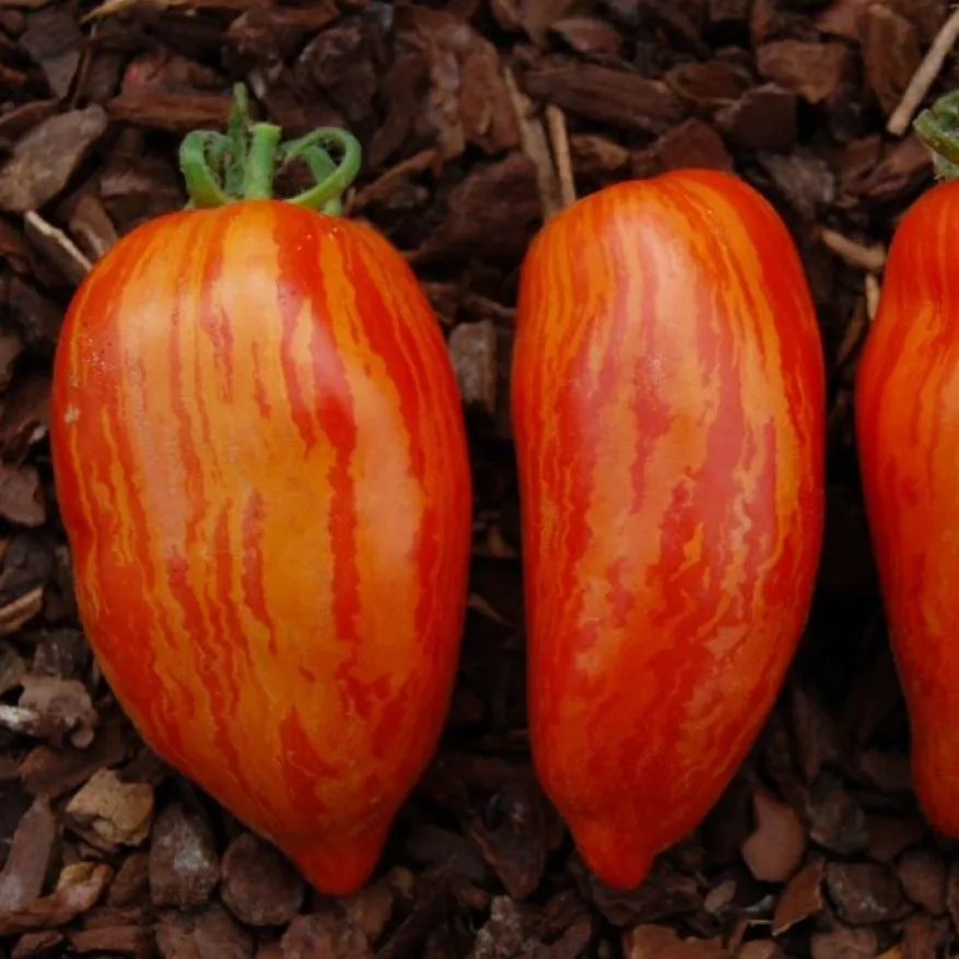 матросик полосатый томат. томат матросик. помидоры дрова желтые. томат матросик. томат амана оранж.