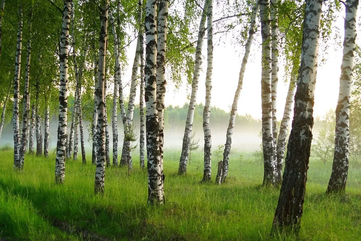 Саракташ березовая роща. Береза обыкновенная (betula alba). Белоствольная береза. Березовая 8. Береза осенью.
