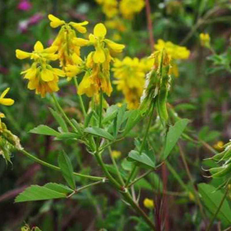 Семена пажитника растение. Пажитник сенной семена. Пажитник шамбала растение. Пажитник плоскоплодный. Пажитник растение.