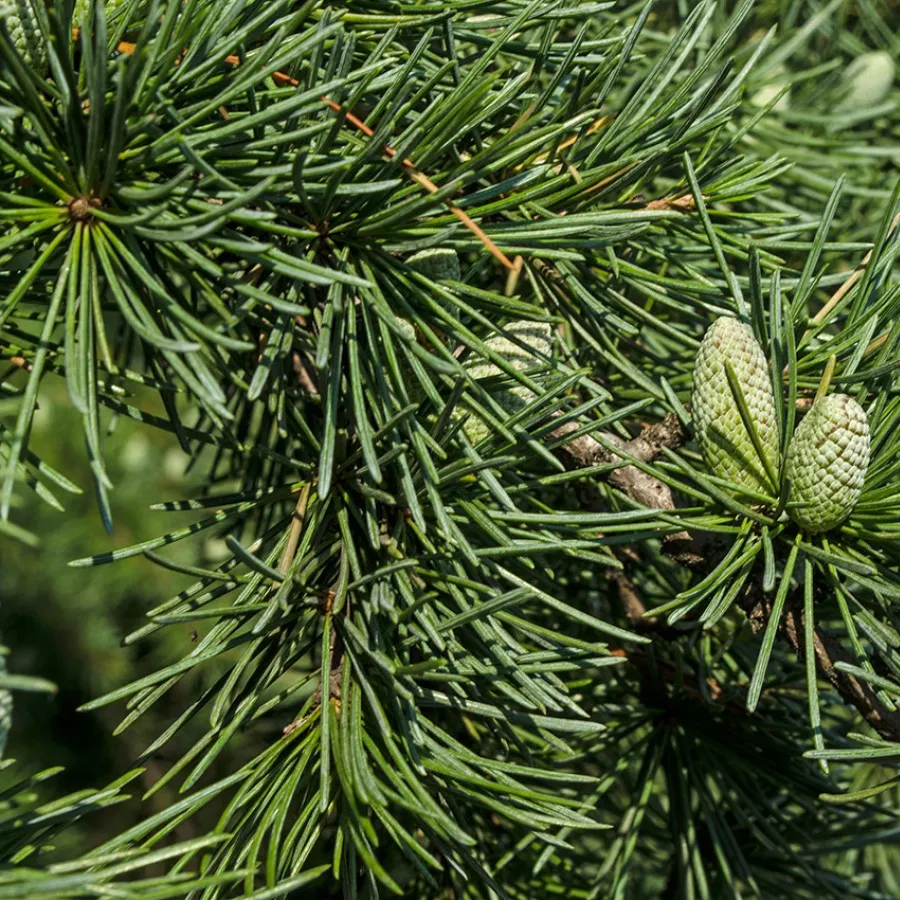 Сорта кедра. Сосна кедровая сибирская. Сорта кедра. Сорта кедра. Кедр сибирский кедревет.