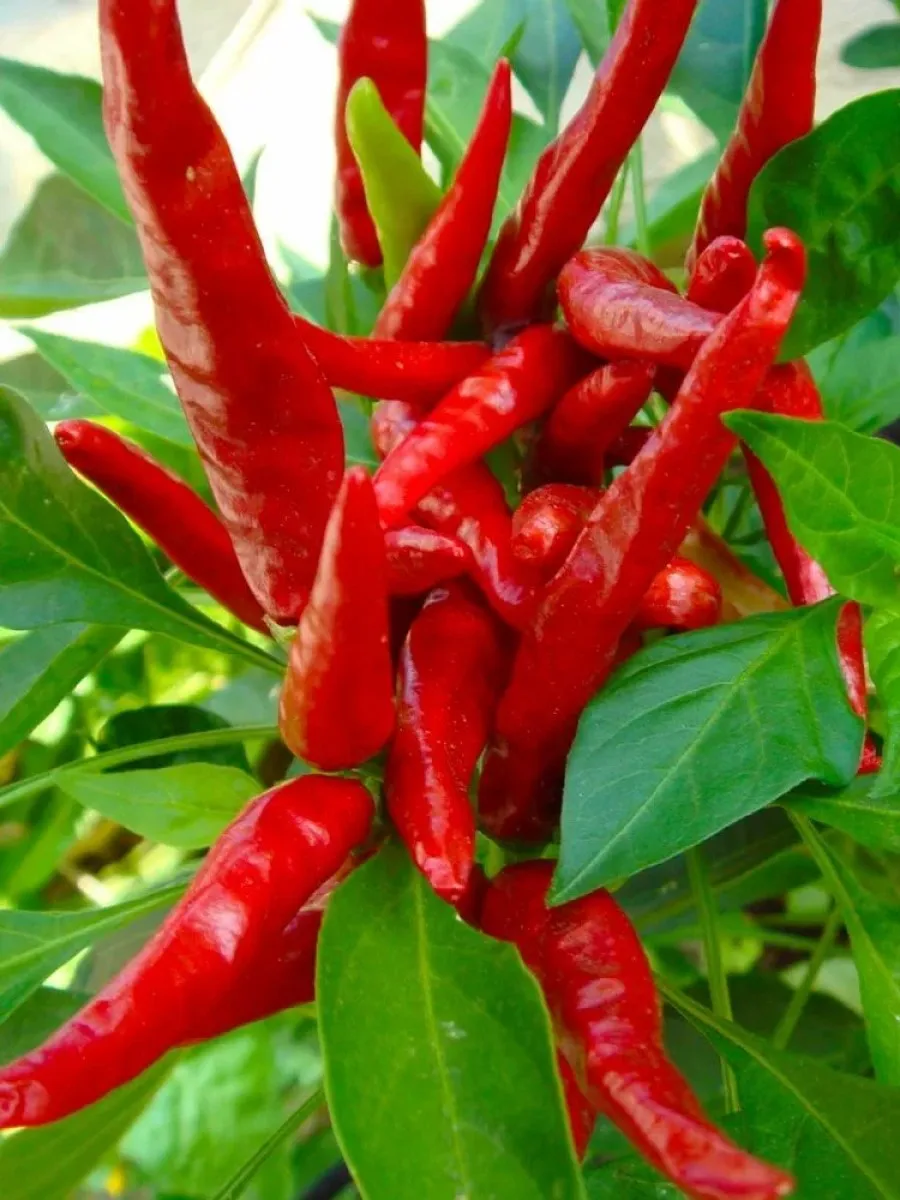 перец чили тайский дракон. тайский острый перец. тайский чили перец. перец острый тайский дракон. Thai pepper перец.