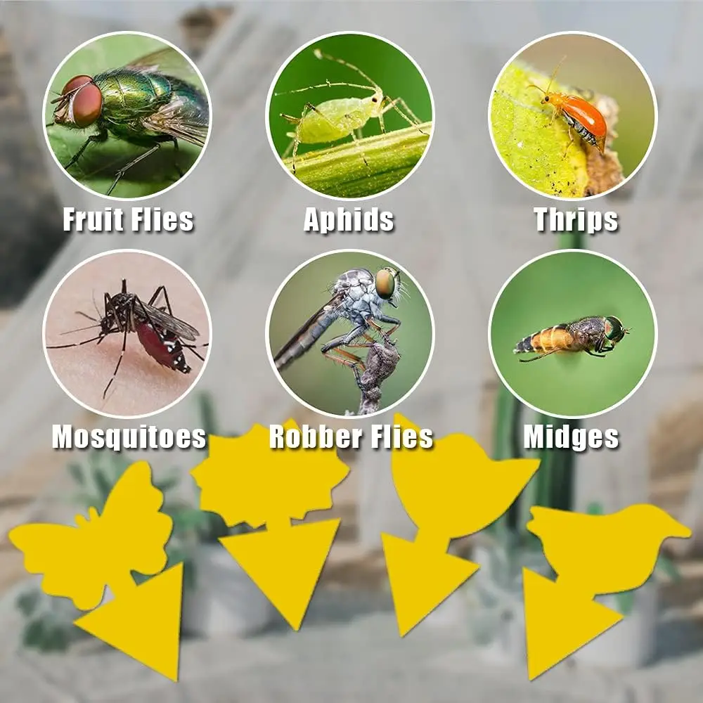 36 шт. Ловушки для грибка домашних растений