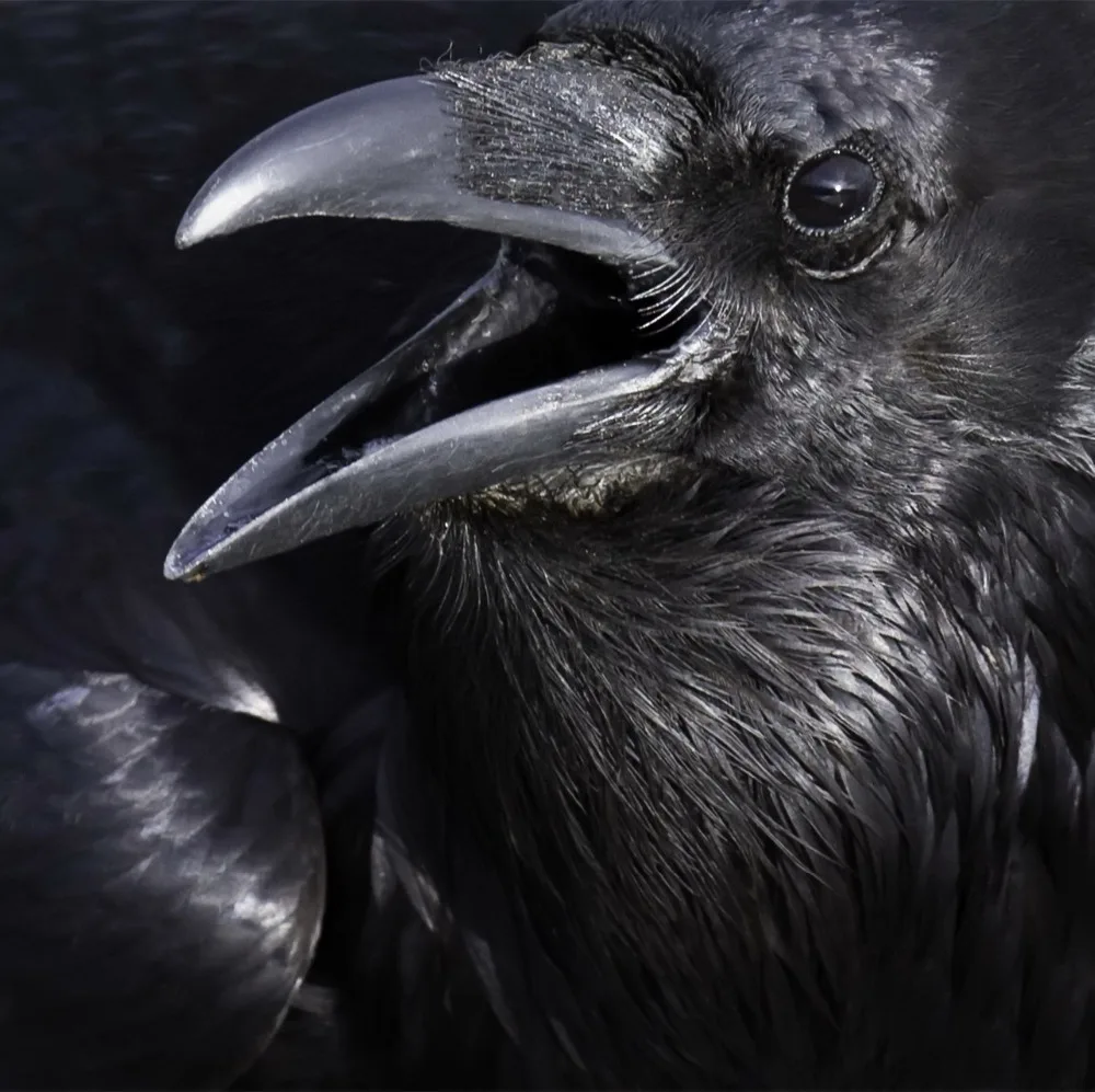 

5D алмазная живопись, животные/ворона, «сделай сам», полная круглая квадратная Алмазная вышивка, Алмазная мозаика, вышивка крестиком, украше...