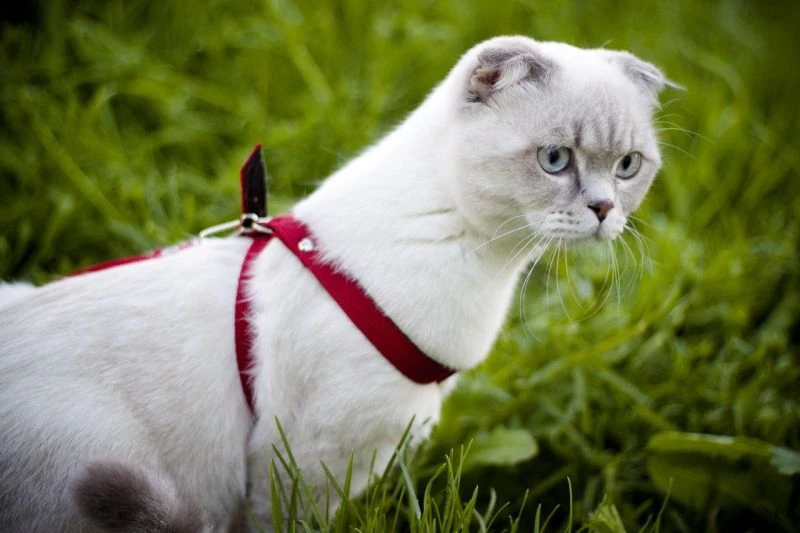 Звуки гуляющих котов. Шотландский вислоухий кот в ошейнике. Шотландский кот с ошейником. Красный ошейник для кошек. Шотландский кот на шлейке.