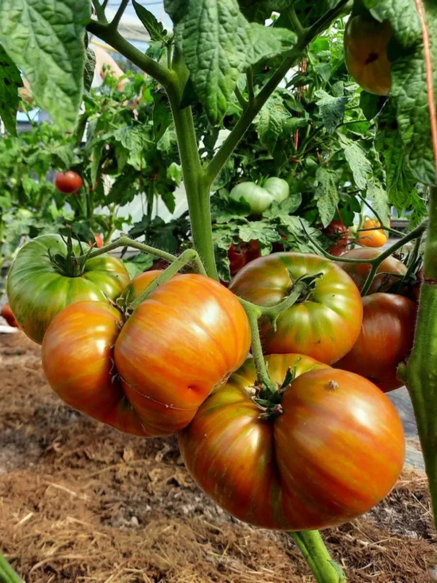 Купить Семена Томата Гном На Авито