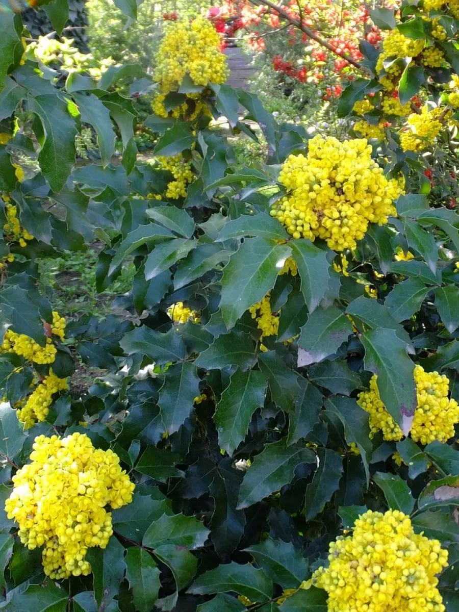 Ирга колосистая amelanchier spicata. М куст. М куст. М куст. Аралия сердцевидная.