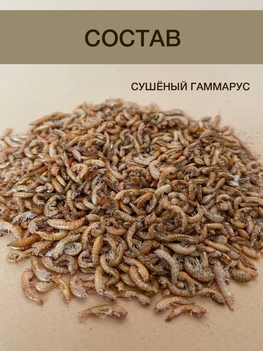 Белковый Корм Для Муравьев Купить