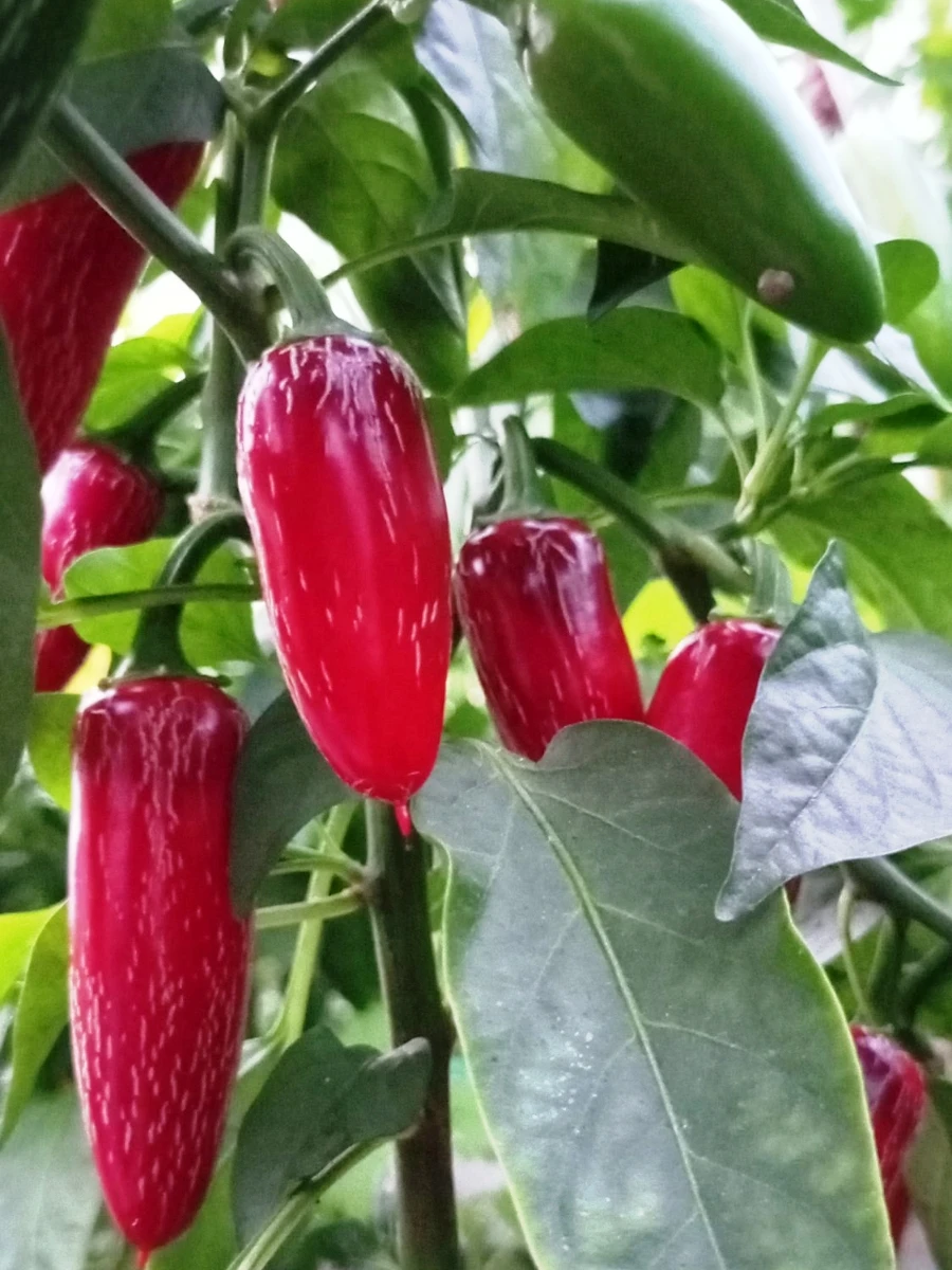 Семена Перца Халапеньо Купить В Воронеже