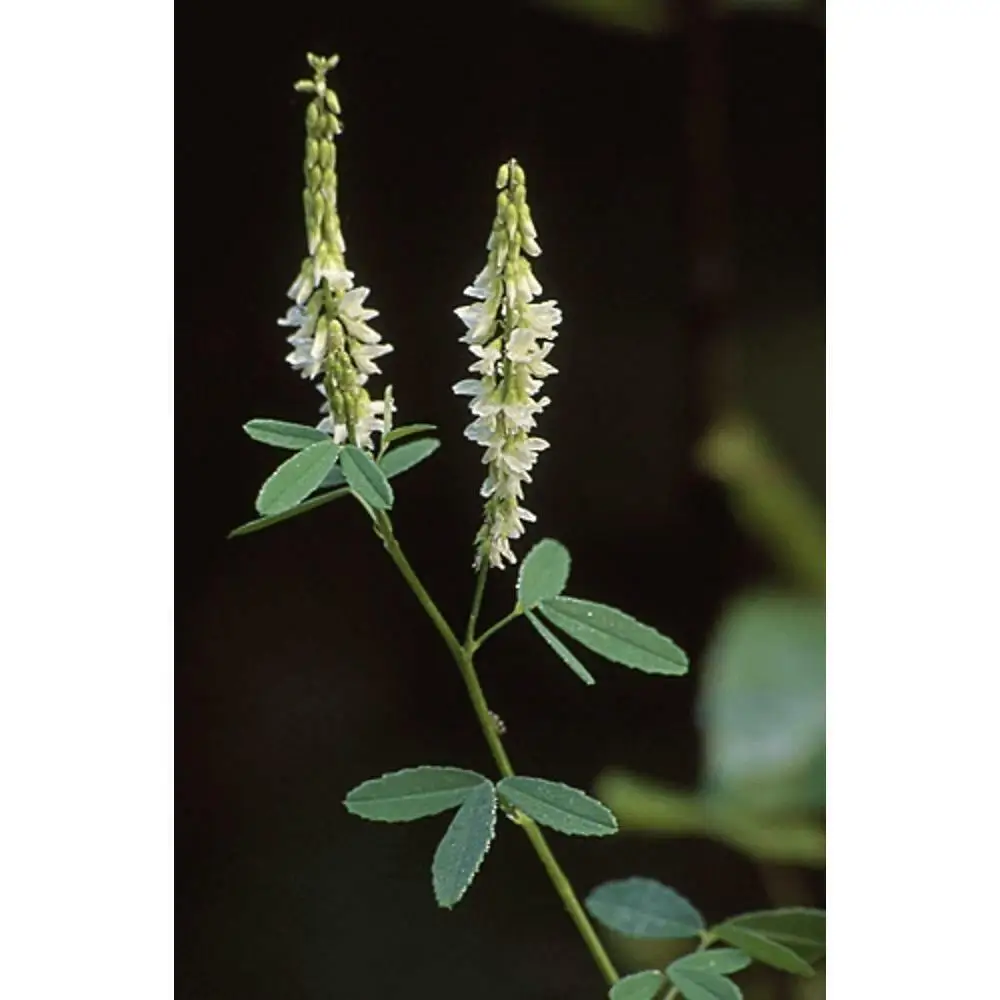 Донник белый - Медовый Клевер (Лат. Melilotus albus) семена 150шт + подарок |