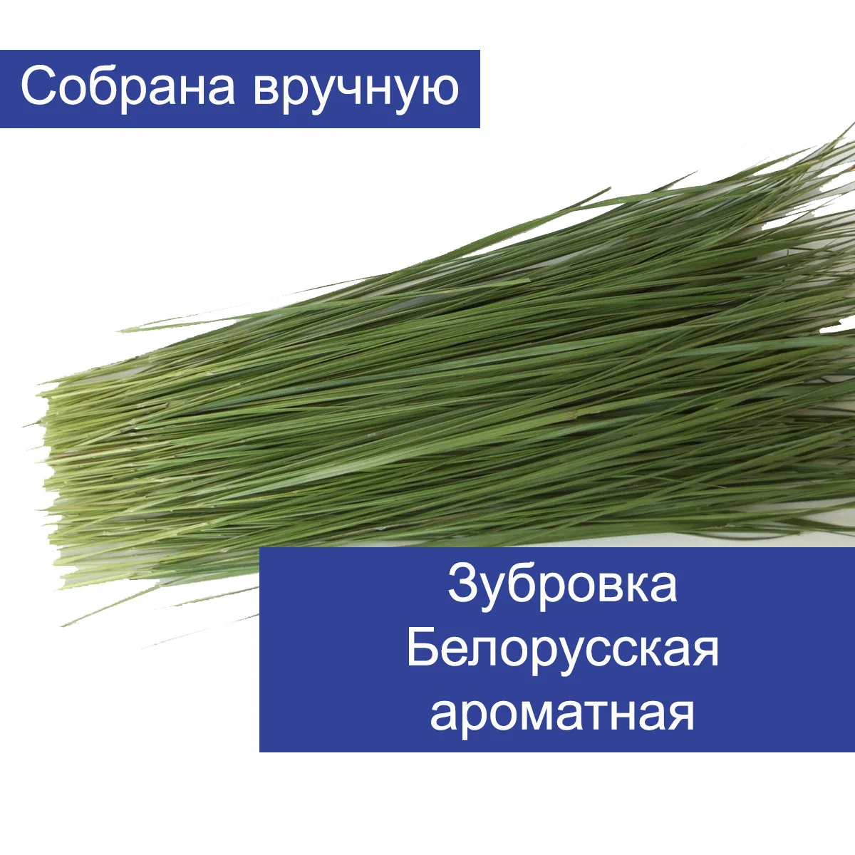 Оренбург Купить Семена Травы Зубровки