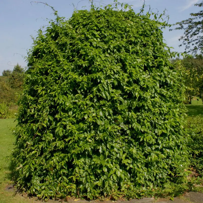 Бересклет крылатый спирея. Куст 14. Растение пластмассовое тритон 20 см. Сирень белая кустарник. 14 кустов каннабис.