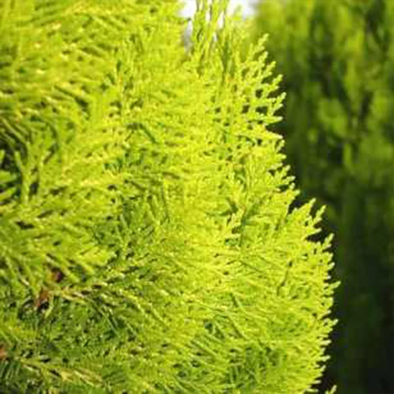 Platycladus orientalis aurea nana variegata