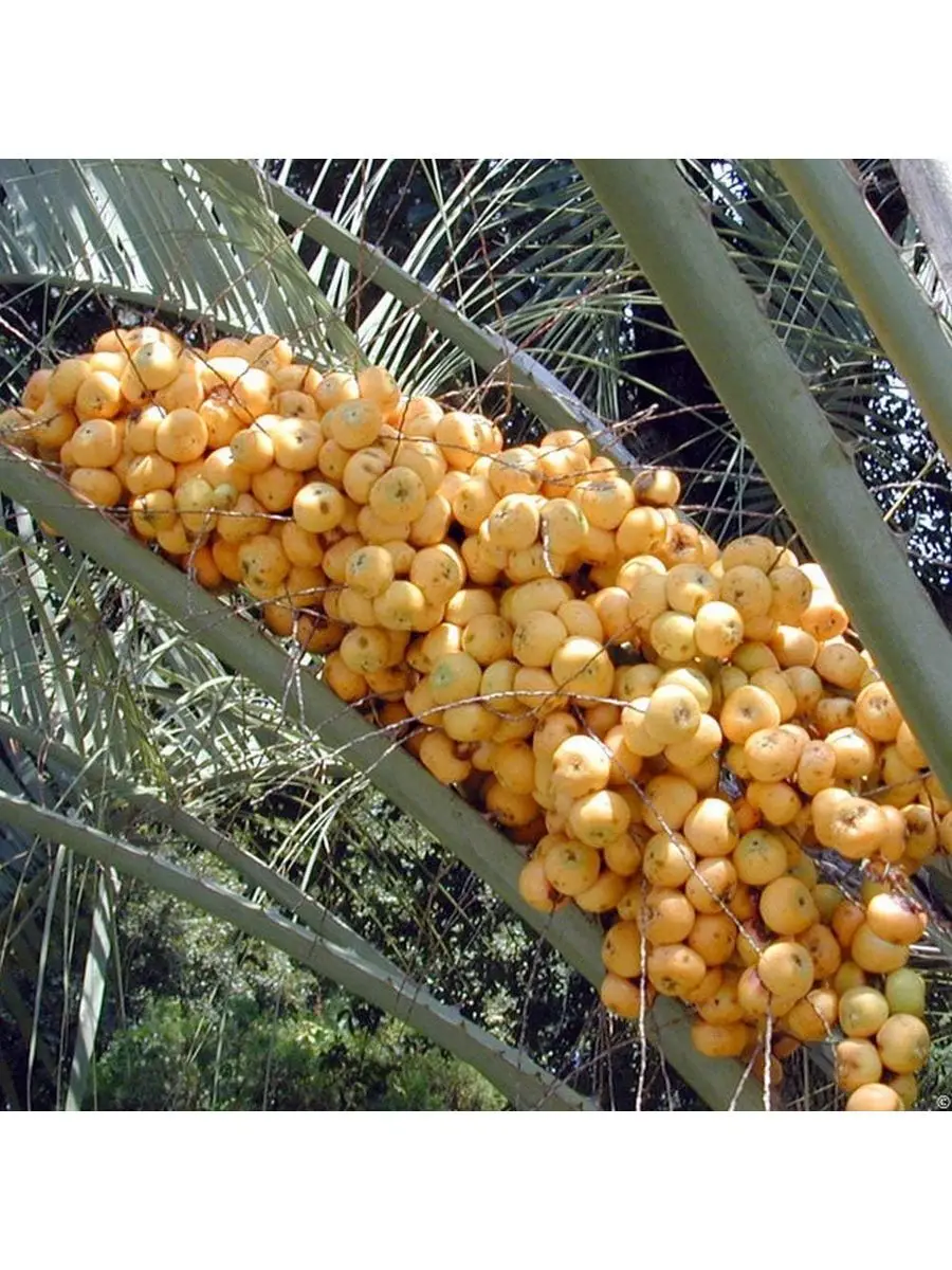 Семена пальмы бутия. Плоды пальмы бутии. Бутия головчатая. Бутия семена. Плоды пальмы бутии.