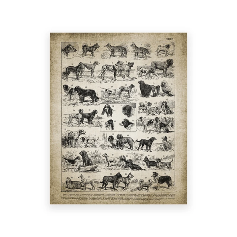 

Винтажная карта собак и пород, Художественная печать, карта собак всех стран, плакат, подарок для любимого питомца, домашнего животного, настенное украшение, Картина на холсте