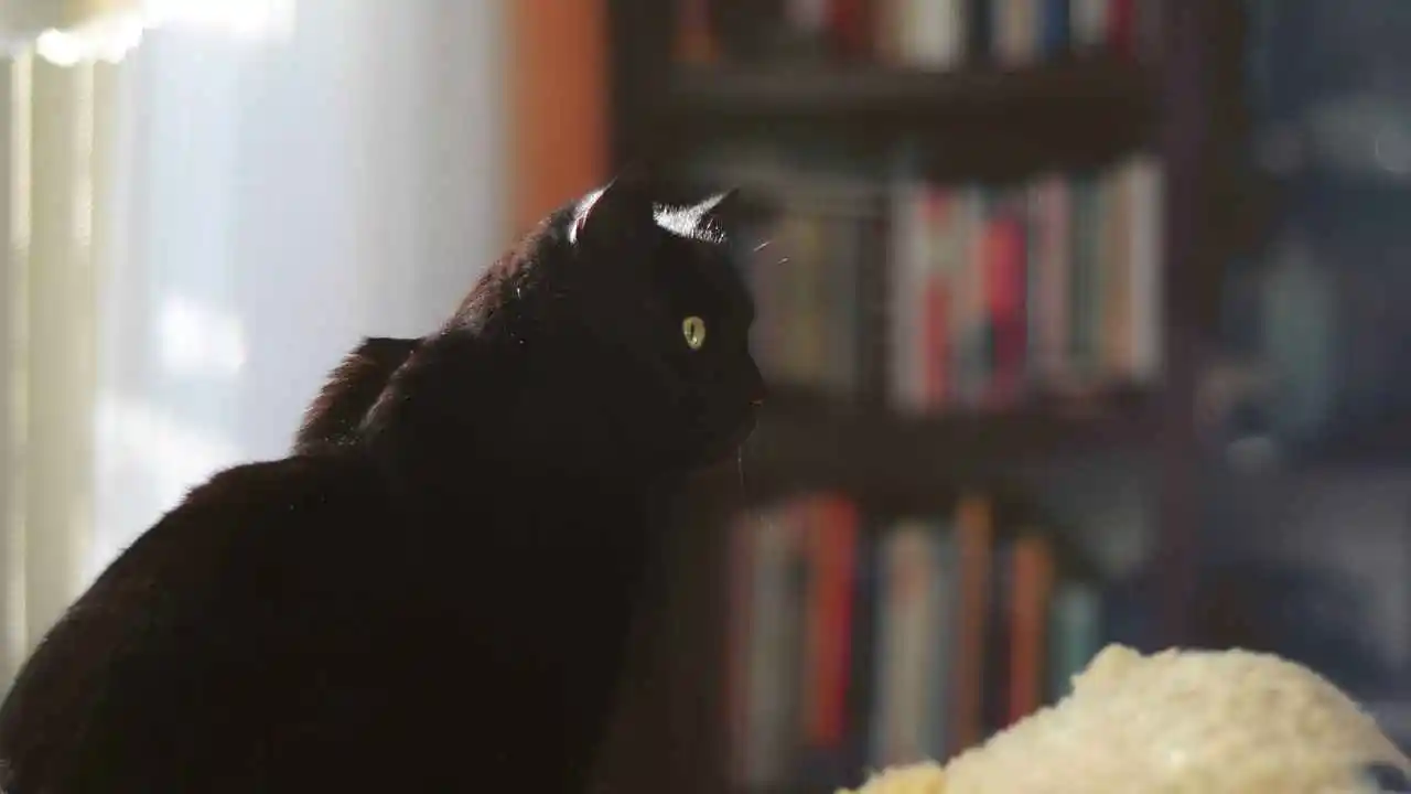 Черная кошка в доме