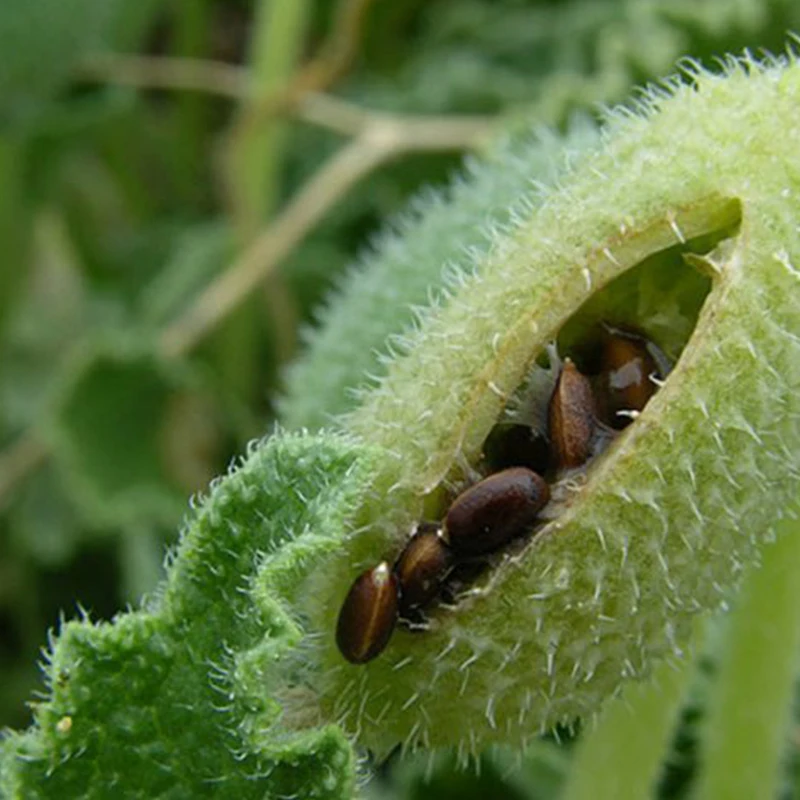 вьюн бешеный огурец семена. бешеный огурец семена. ворсянковый огурец. бешенный огурцы семена. бешеный огурец семена.