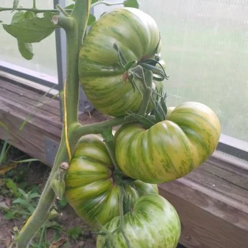 Томат ярсон 18. Томат ярсон 5. Tomato 18. Томат ярсон 26. Томат ярсон 18.