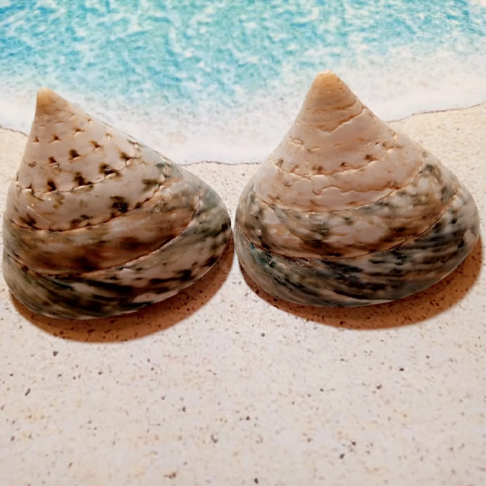 Ракушка морская Тектус Пурамис зеленый 4-6см 2 шт