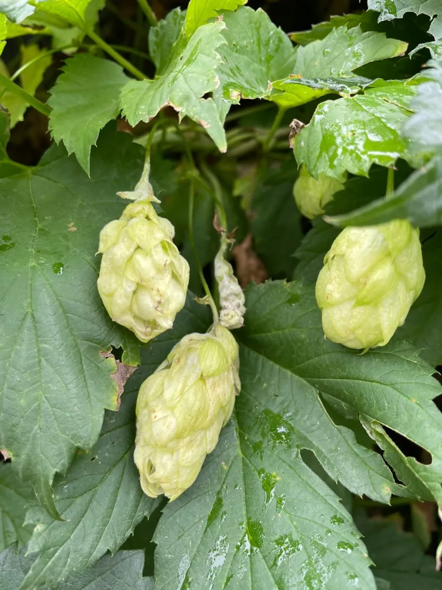 Семена хмеля купить. Humulus lupulus саженцы. Хмель вьющийся. Семена хмеля. Хмель рассада.