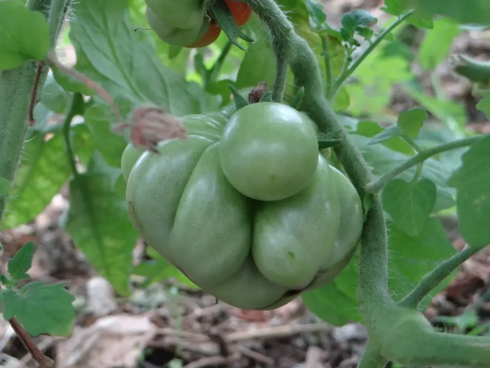 Томат вояж f1 характеристика. Сорт вояж. Томат сорт вояж. Томат вояж f1. Томат сорт вояж.