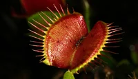 Венерина Мухоловка Семена 3шт., хищное растение (Dionaea muscipula)