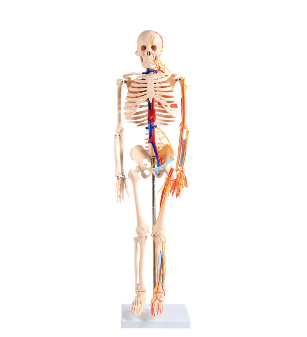 Model for Teaching Medical Education with heart and blood vessel 85CM human skeleton model BIX-A1005