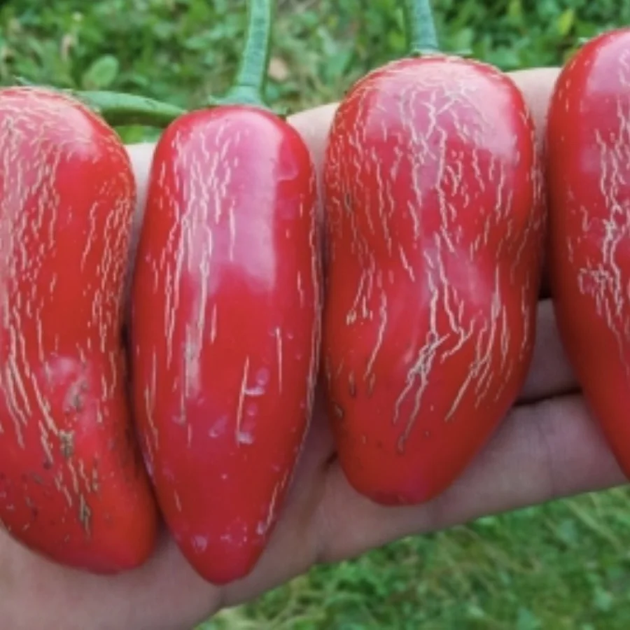 Семена Перца Халапеньо Для Посадки Купить