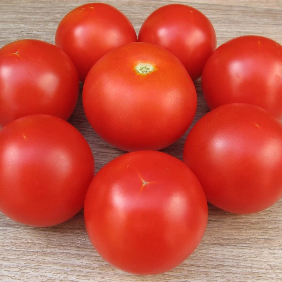 Томат санька золотой. Томат санька f1. Семена помидор санька. Санька томат ботаника. Семена помидор санька.