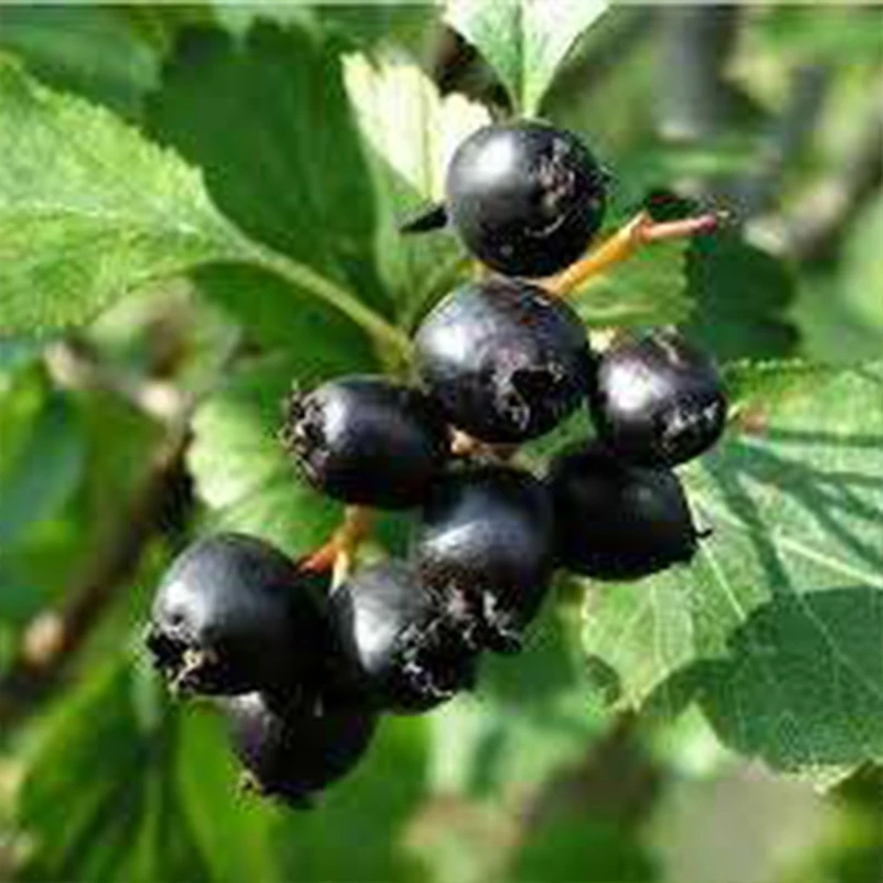 Боярышник кавказский (Crataegus caucasica) СЕМЕНА 30 шт + подарок |