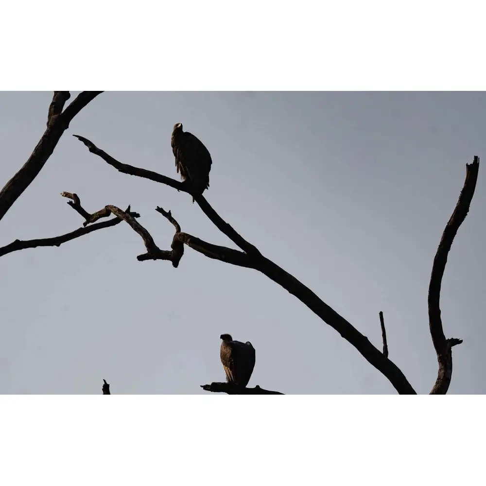 There is bird in tree. There is bird in tree