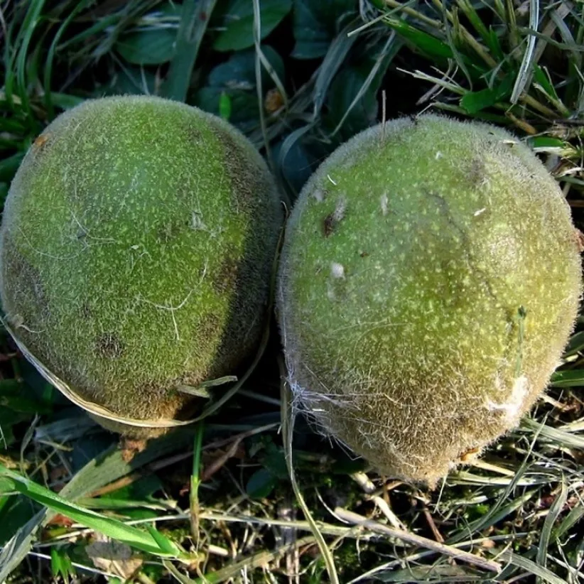 Орех Сердцевидный Купить Саженцы В Москве