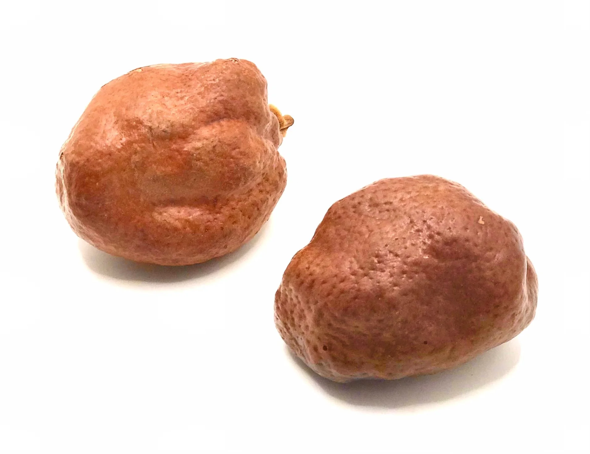 мохилхин орех. мохилхин орех. мохилхин плод. Macadamia tetraphylla. дум пальма плоды.