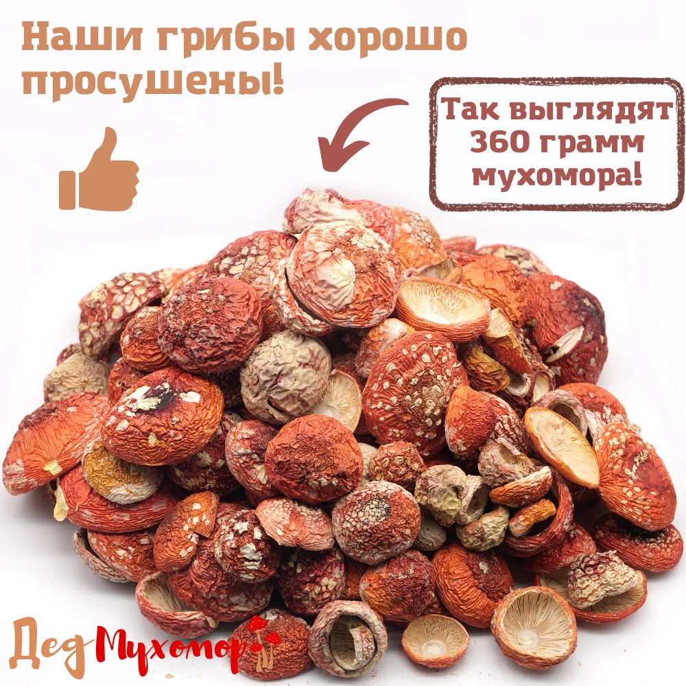 Фото Закрытые молодые шляпки мухомора красного сушёного для микродозинга 360 грамм (свежий урожай Октябрь 2022) №5