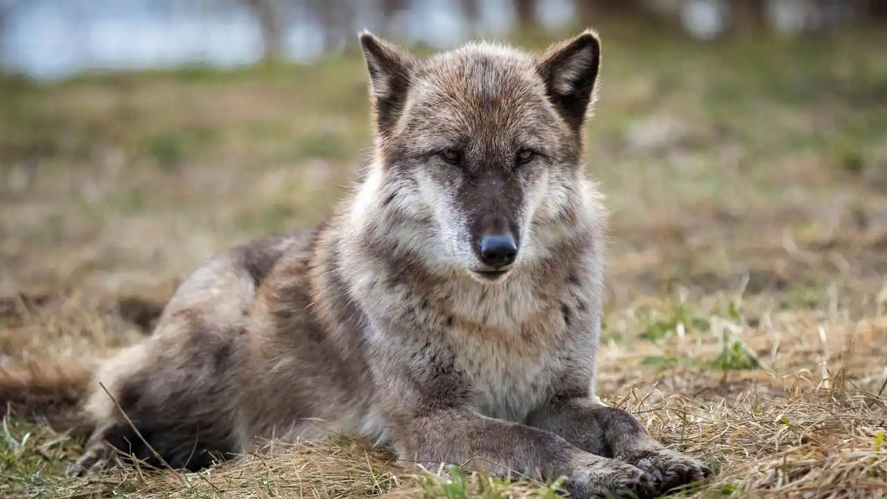 серый хищник. серый хищник. серый хищник. волк. волк в тайге.