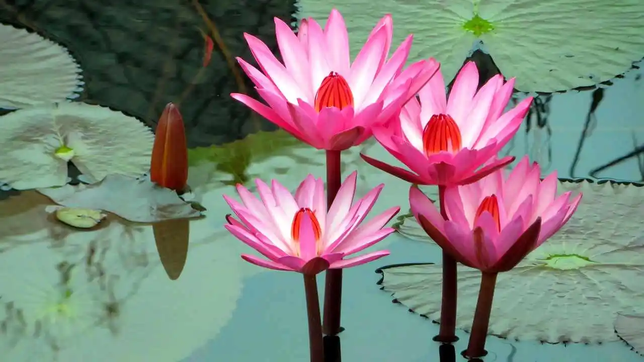 LinxOne картина на холсте  