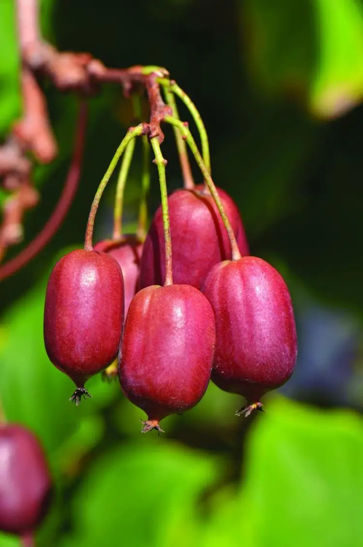 ягода актинидия. актинидия аргута киви. актинидия коломикта плоды. актинидия коломикта. актинидия коломикта.